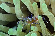 Crustaces Crustaceans